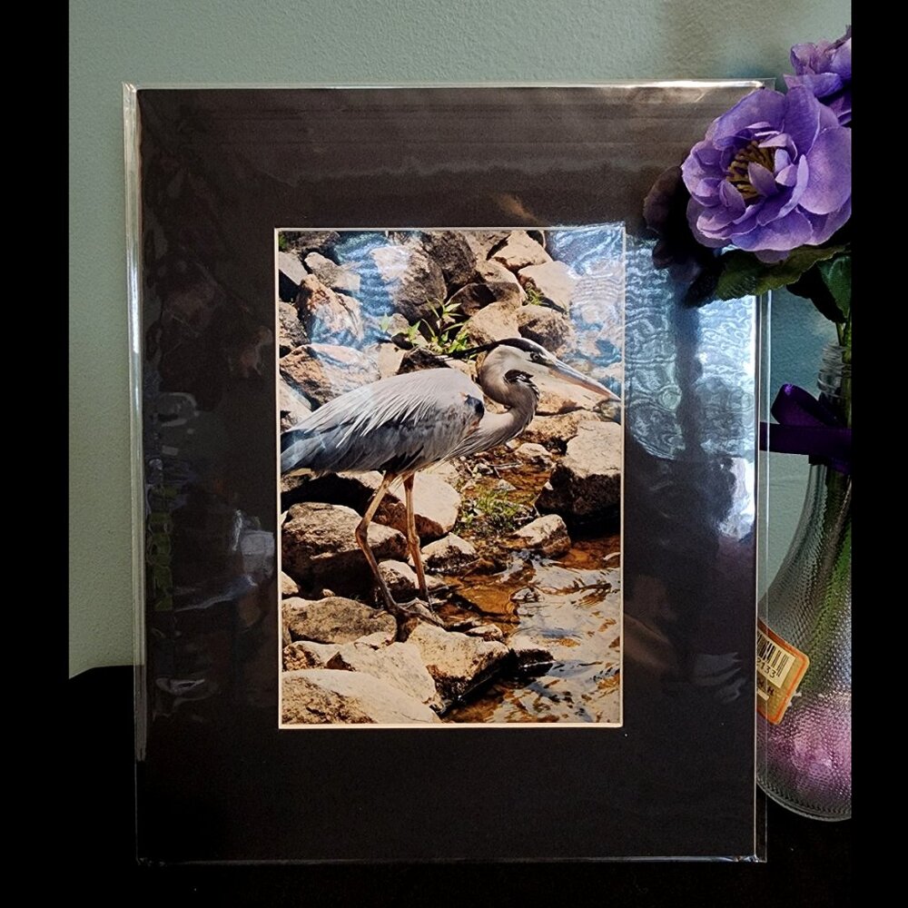2/$13 Great Blue Heron Photography Print with Black Matte Frame - 8x10